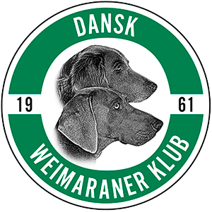 weimaraner