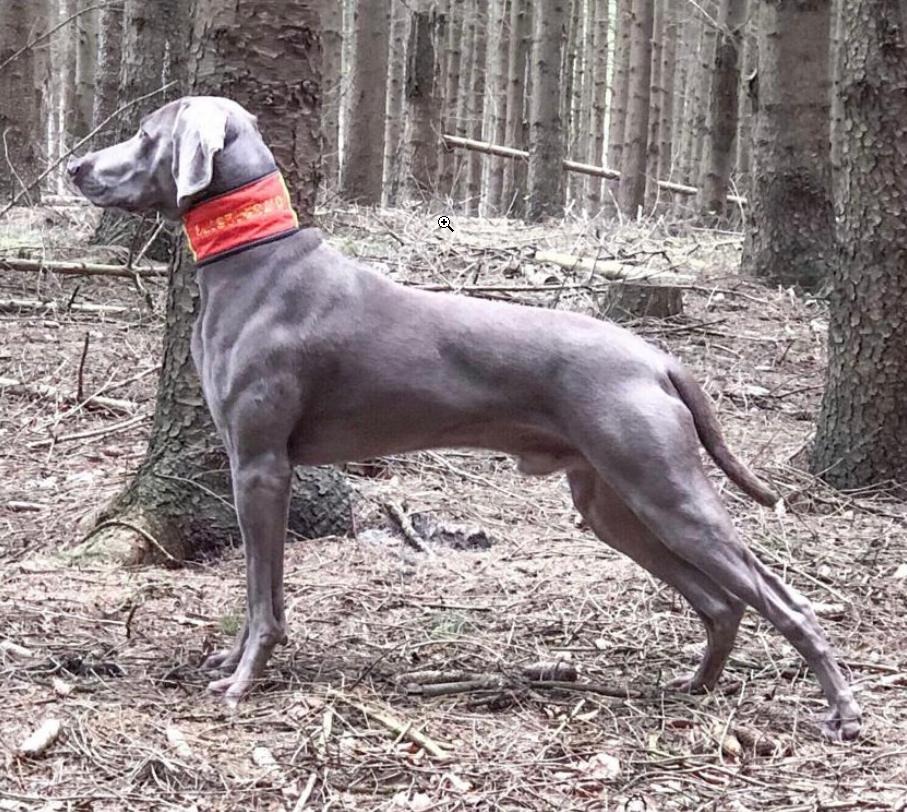 Etzel vom Kiekeberg