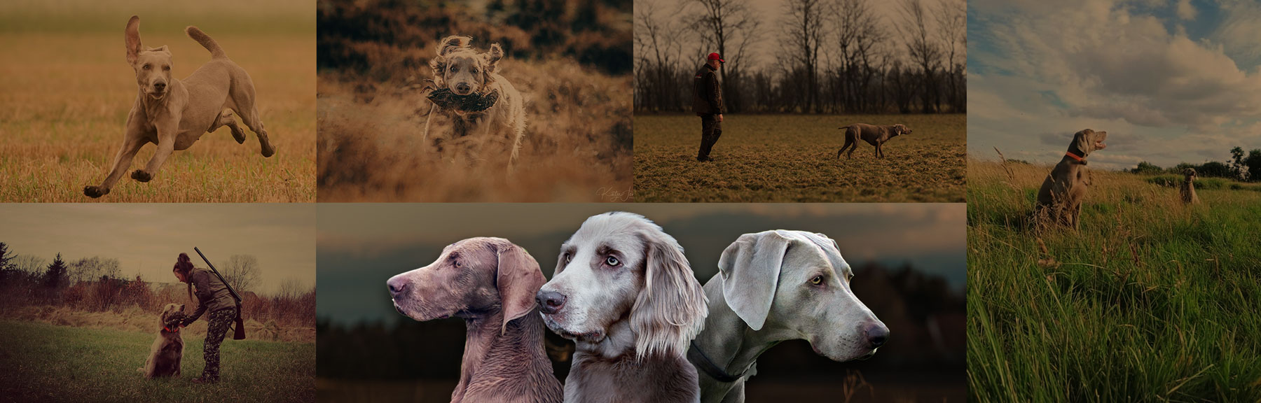 weimaraner klub