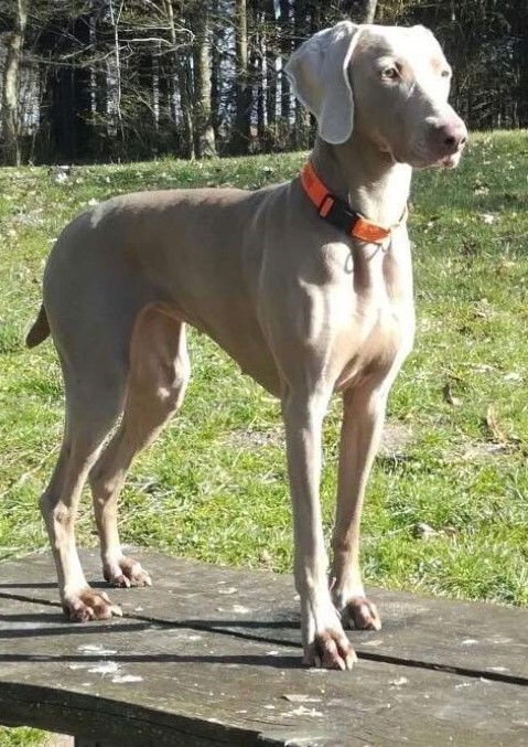 HUNTESS B-FLORA <br>DK10516/2016 HUNTESS B-FLORA <br>DK10516/2016