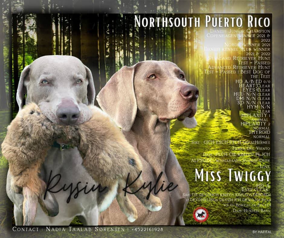 Hvalpe Northsouth Puerto Rico x Miss Twiggy